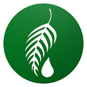 Melaleuca